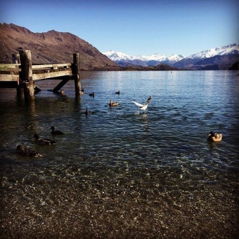 Wanaka ducks #misssnowitall #skimaxholidays