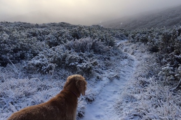 @samskis1 morning trail run with the pup.