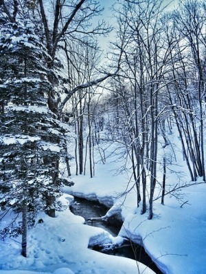 @missy.molly winter in the woods.