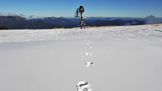 Plenty of man made snow on the Bourke street run at Mt Buller for the opening this weekend.