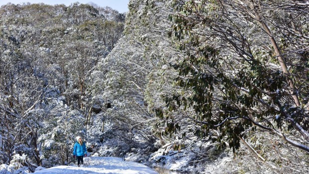 Snow builds ahead of the season ski opening at Falls Creek.