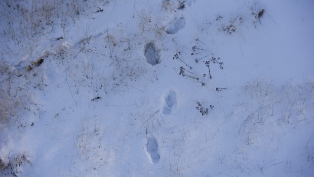 Tracks in the snow at Tredbo.