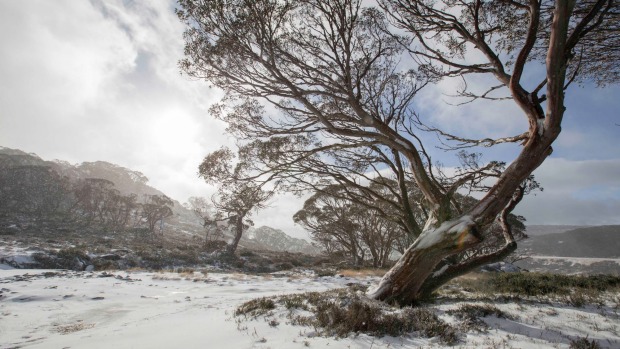 Snowfall at Perisher.