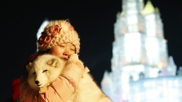 A woman takes a souvenir picture with a white fox in front of ice sculptures illuminated by coloured lights during the ...