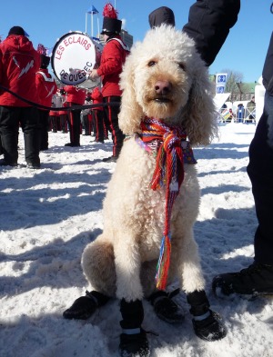 Doggone: Everyone dresses for the event.