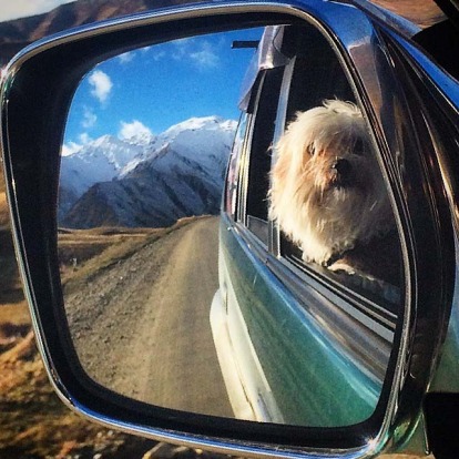 Loui the snow pup, Cardrona.