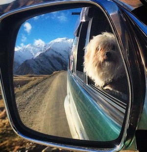 @jasonjohn1 Loui the snow pup, Cardrona.