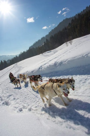 Dog sledding.