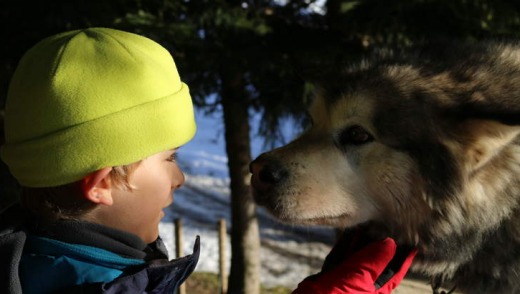 Taj befriends one of the sled dogs.