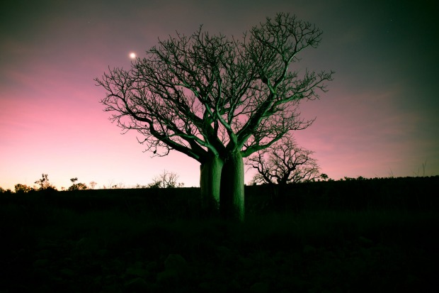 Illuminated boab tree at dusk.