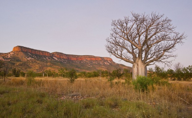 Boab tree and ranges.