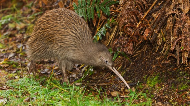 The South Island brown kiwi (Apteryx australis) on Stewart Island, New Zealand.