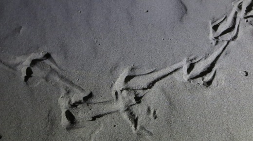 Kiwi tracks in the sand.