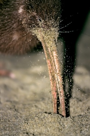 A brown kiwi female probes by scent for sand hoppers in rotting kelp  at night at Ocean Beach.
