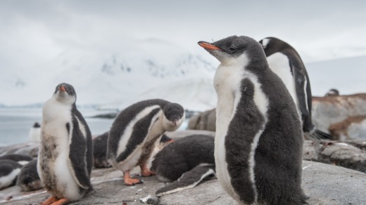 Penguins, just chillin'.