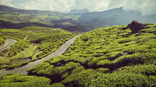 Green tea plantations in the mountains in Munnar, Kerala.