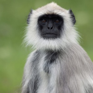 A grey langur or hanuman monkey in Bandipur National Park, Karnataka, India.