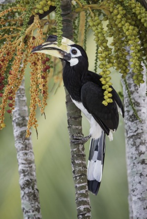 Oriental Pied Hornbill (Anthracoceros albirostris)