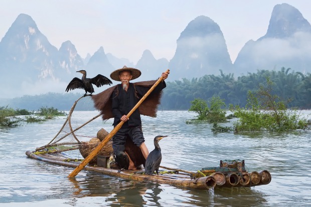 A fisherman with cormorants on the river Li.