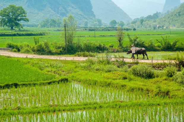 Rice fields at Yangshuo.