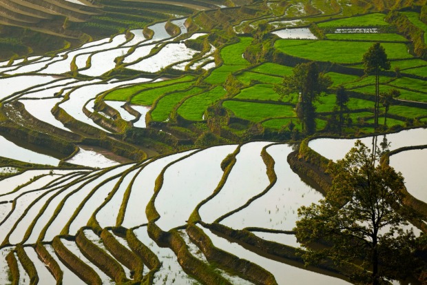 Rice paddies.