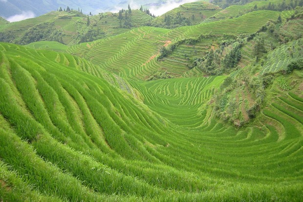 Dragon Backbone rice terraces, near Guilin.
