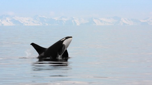 A killer whale breaches in the waters of Alaska