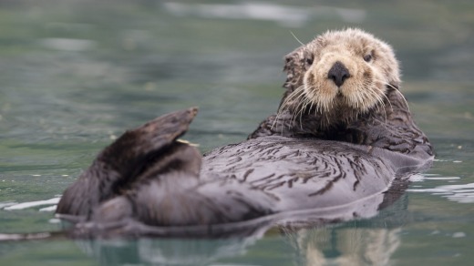 A sea otter floats in Resurrection Bay near Seward, Alaska.