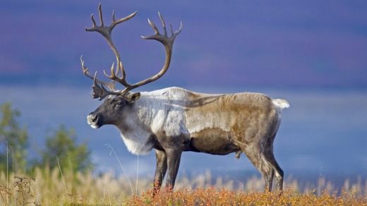 Caribou graze.