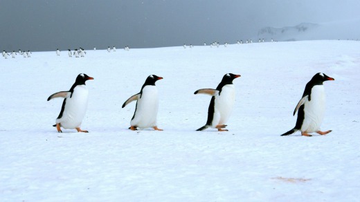 The penguin procession in early November is rarely witnessed.