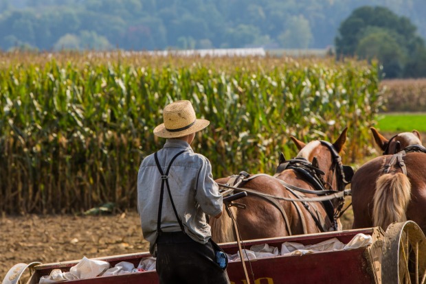 Squeeze in a lot of diversity with a visit to an Amish family farm and see how they live without electricity.