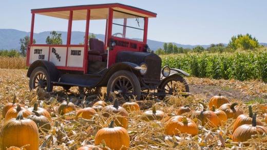 Bountiful: A Santa Ynez Valley pumpkin farm.