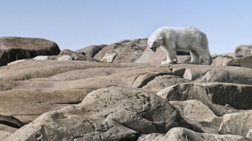 On parade: Polar Bear, Canada.