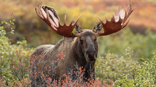 A bull moose at Denali National Park.