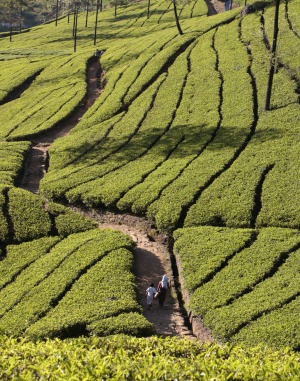 Tea fields in Nuwara Eliya, Sri Lanka.