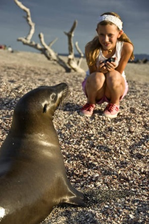 An encounter with a Galapagos sea lion.