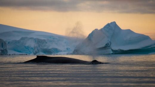 Whale at sunset.