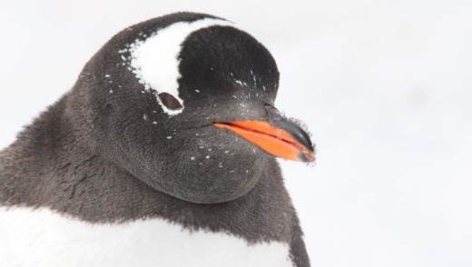 A gentoo penguin.