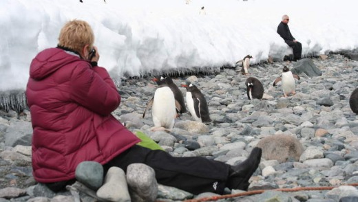Trinity Island penguins.