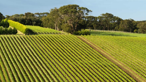 Tucks Ridge Vineyard at Red Hill on the Mornington Peninsula.