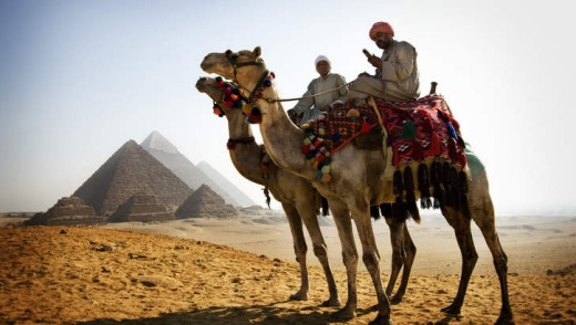 Camels at Giza.