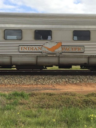 The Indian Pacific on passes wildflowers on its 4352 kilometre route between Sydney and Perth.