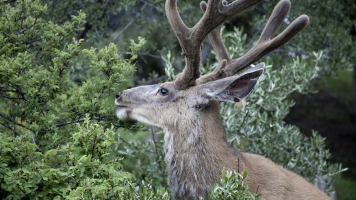 An Elk spotted in Banff.