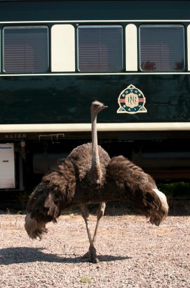 An ostrich shows off in front of the Pride of Africa.