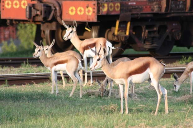 The Pride of Africa passes wildlife on its route.