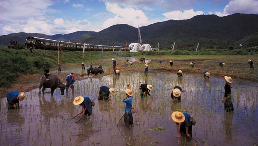 The train passes workers in a rice field.