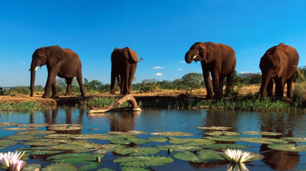 Elephants laze by a pond.