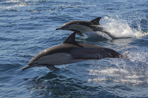 Dolphins at Port Stephens.