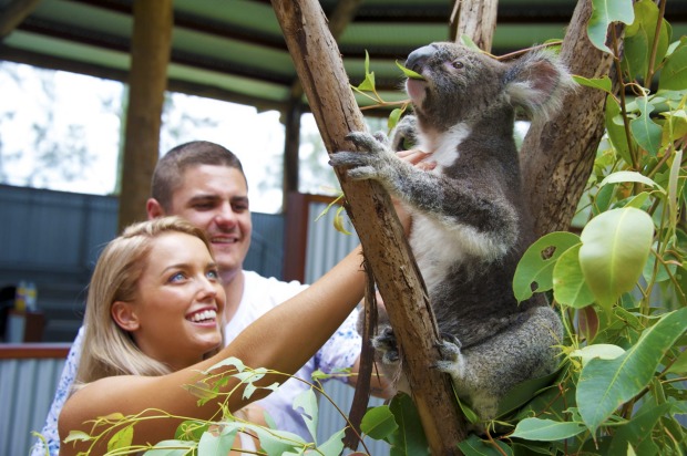 Koala at Oakvale Farm, Port Stephens.