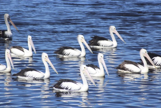 From cycling along coastal tracks to wildlife watching, here are 20 of the best reasons to visit Port Stephens.